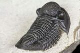 Detailed Gerastos Trilobite Fossil - Morocco #141791-6
